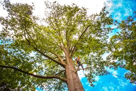 Professional Tree Care  in Mount Angel, OR