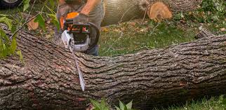 Leaf Removal in Mount Angel, OR