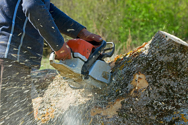 How Our Tree Care Process Works  in  Mount Angel, OR